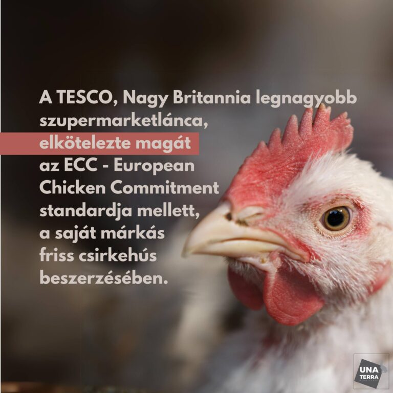 A TESCO saját márkás csirkehúsra áll át