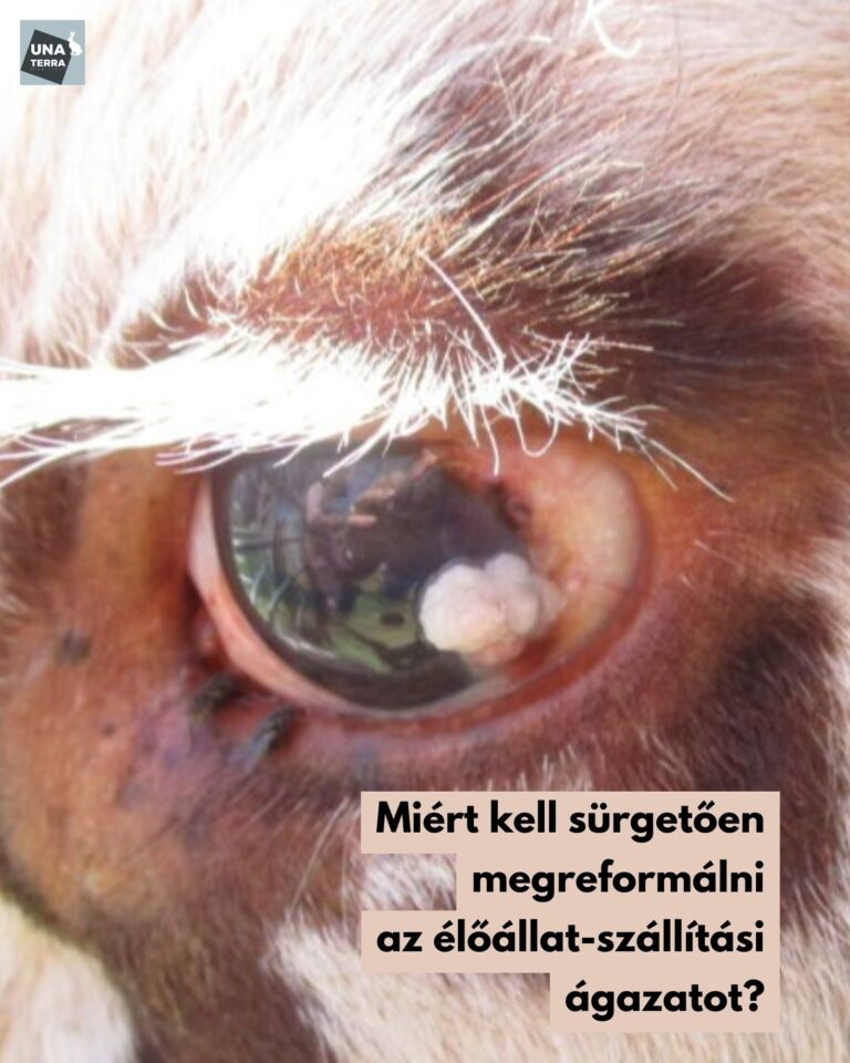 Miért kell sürgősen megreformálni az élőállat-szállítási ágazatot?