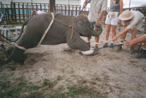 elephant-ent-15