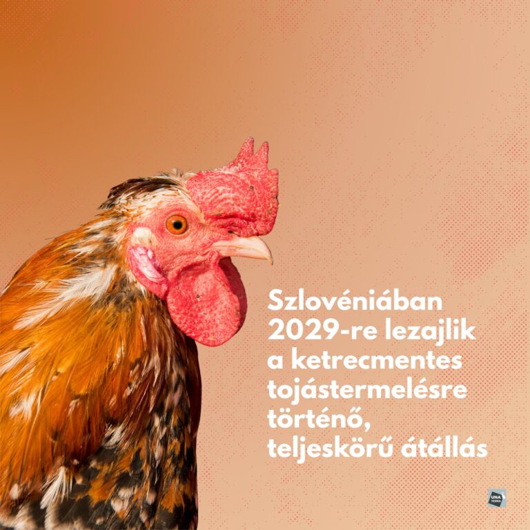 BREAKING NEWS déli szomszédunkból!