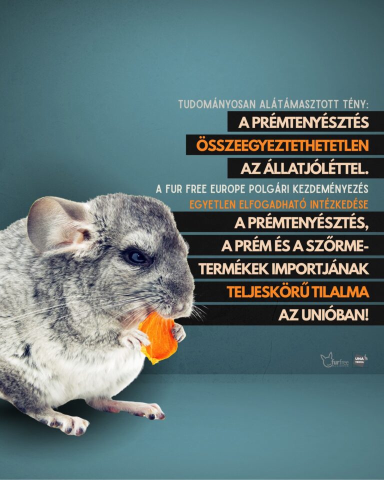 EFSA: A prémtenyésztés összeegyeztethetetlen az állatjóléttel – teljes betiltást sürgetnek az EU-ban