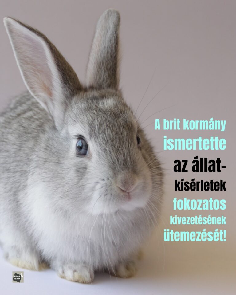 Nagy-Britannia áttörést hirdet: több tízmilliós stratégiával kezdődik az állatkísérletek fokozatos felszámolása