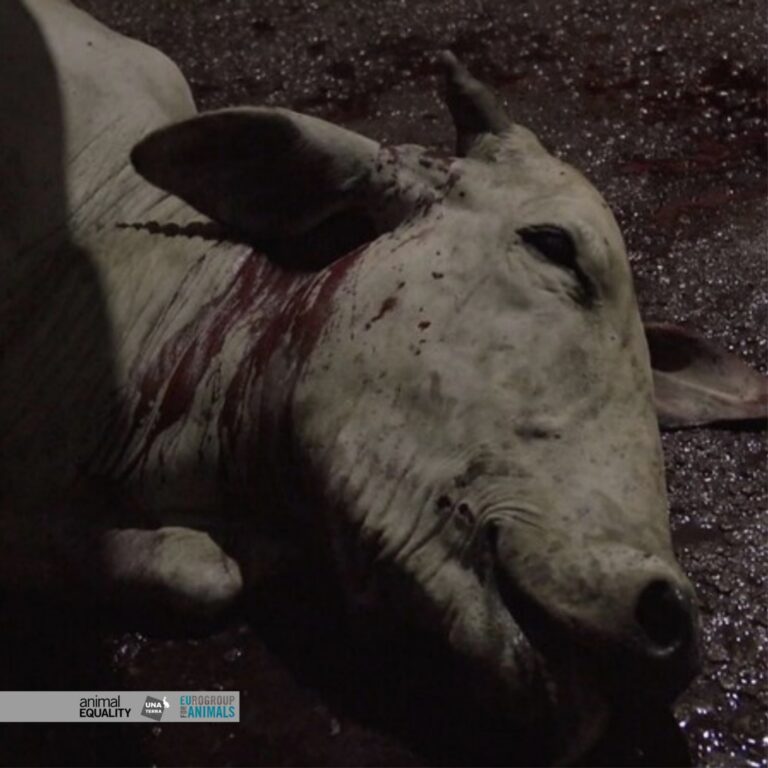 EU–Mercosur megállapodás: állatjóléti visszalépés, tisztességtelen import és biodiverzitás-pusztítás