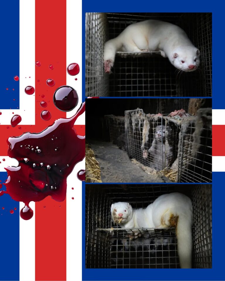 Ideje lépni: Izland még mindig nem számolt le a prémtenyésztéssel