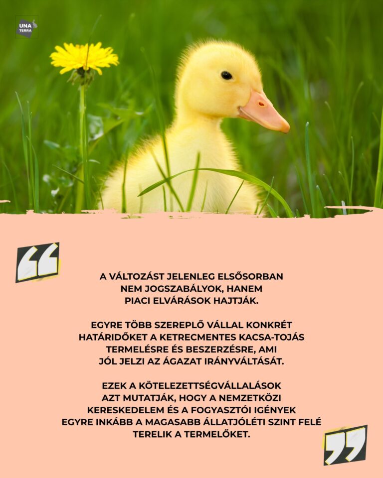 Ketrecmentes átállás a kacsaágazatban: állatjóléti és gazdasági kihívások Kínában