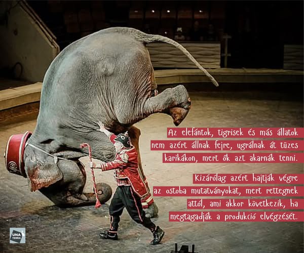 Az Una Terra Alapítvány javaslata: teljes tilalom a vadállatok cirkuszi használatára