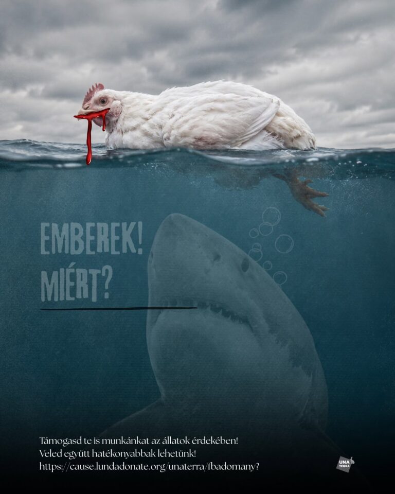 A csirke, amely felfalja az óceánokat